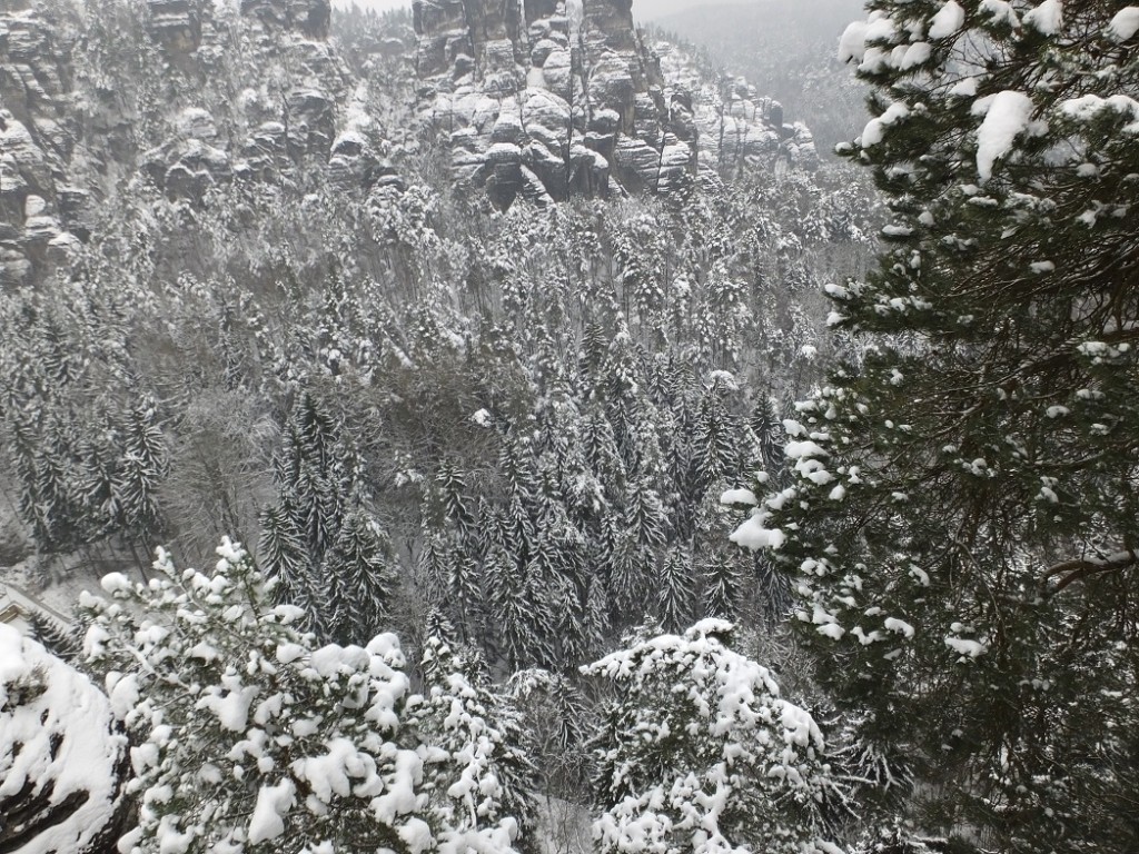 Сосны. Скалы. Снег. Саксонская Швейцария.