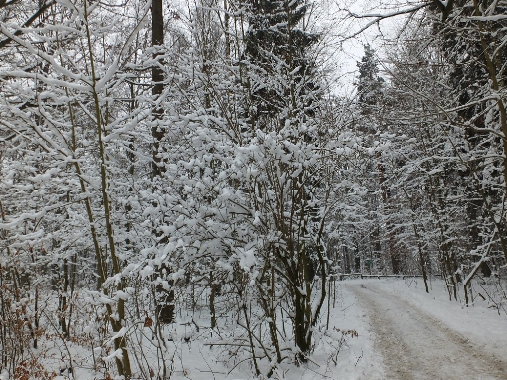 Организованный зимний тур в Германию.