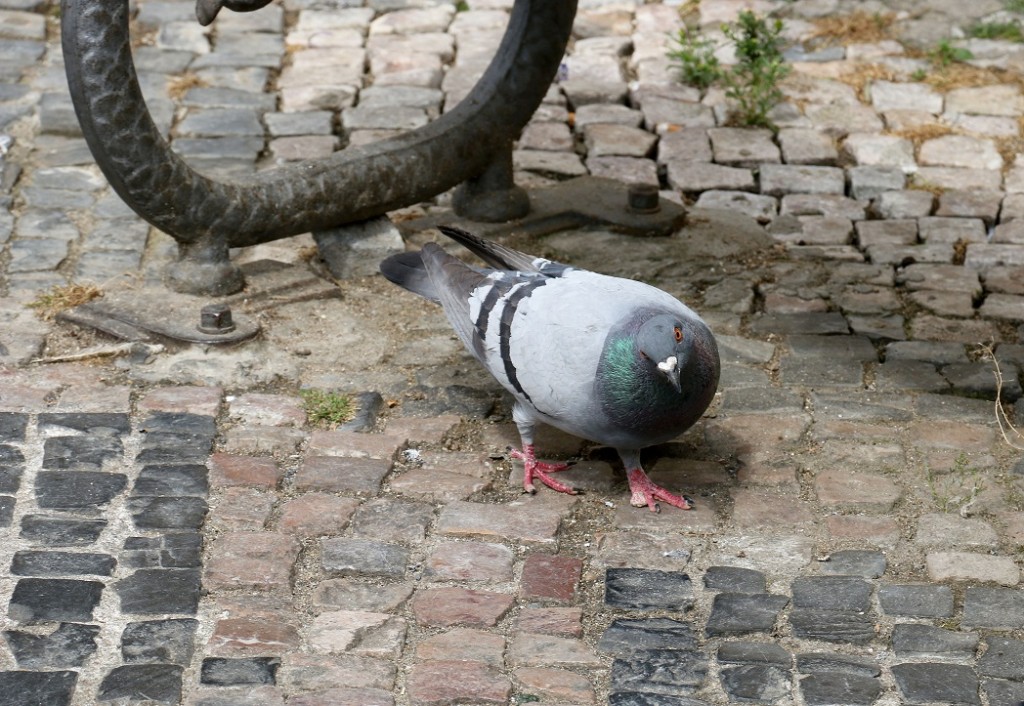 Любопытный голубь. Прага.