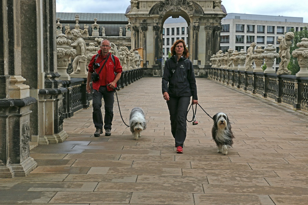 Собаки в Цвингере. Дрезден.