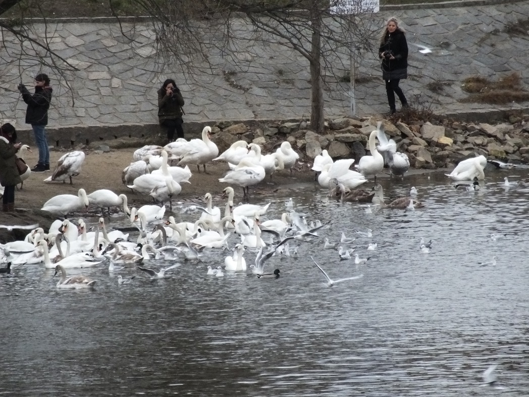 Лебеди и чайки в Праге.