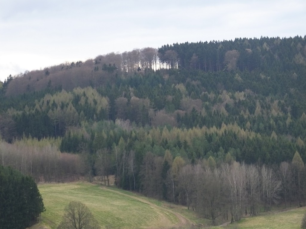 Весенний лес. Лобендава. Граница Чехии и Германии.