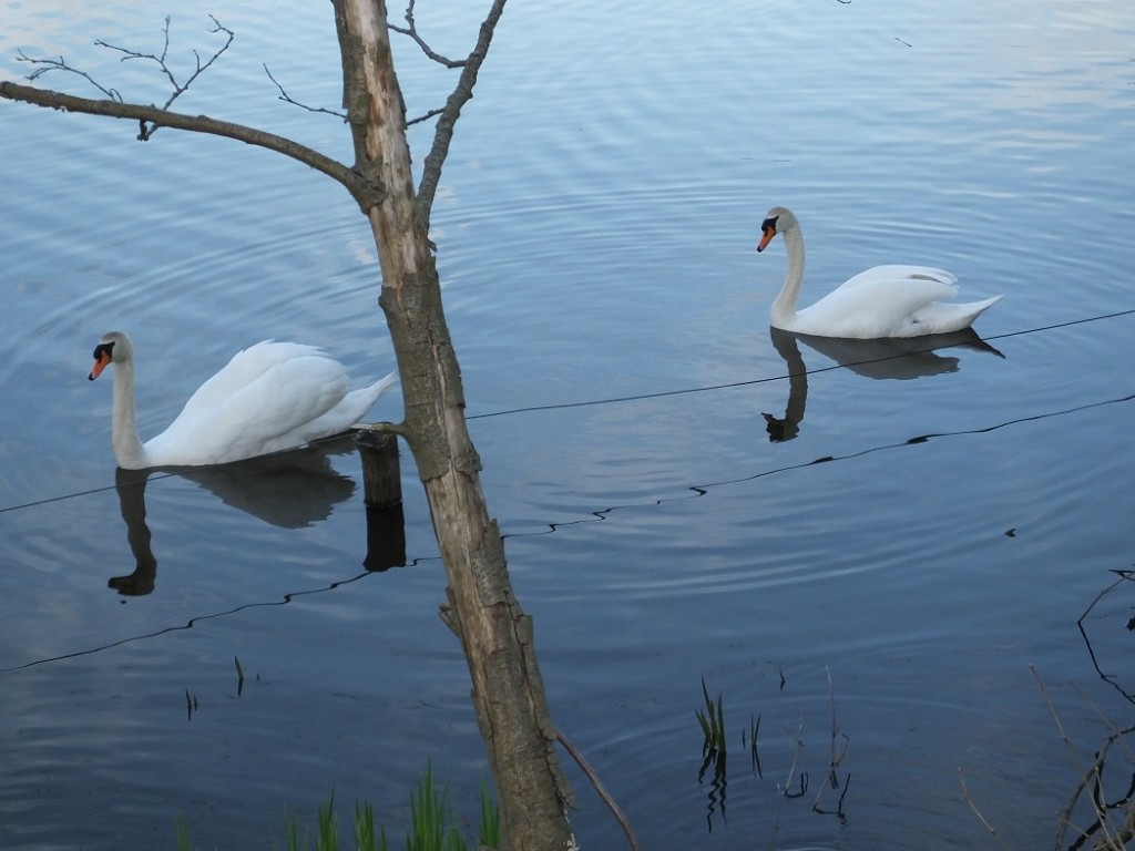 Лебеди весной в Лобендаве.