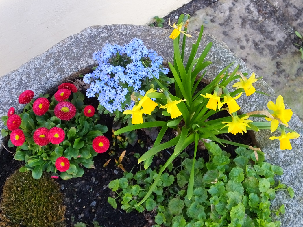 Апрельские цветочные клумбы. Лихтенхайн. Саксонская Швейцария.