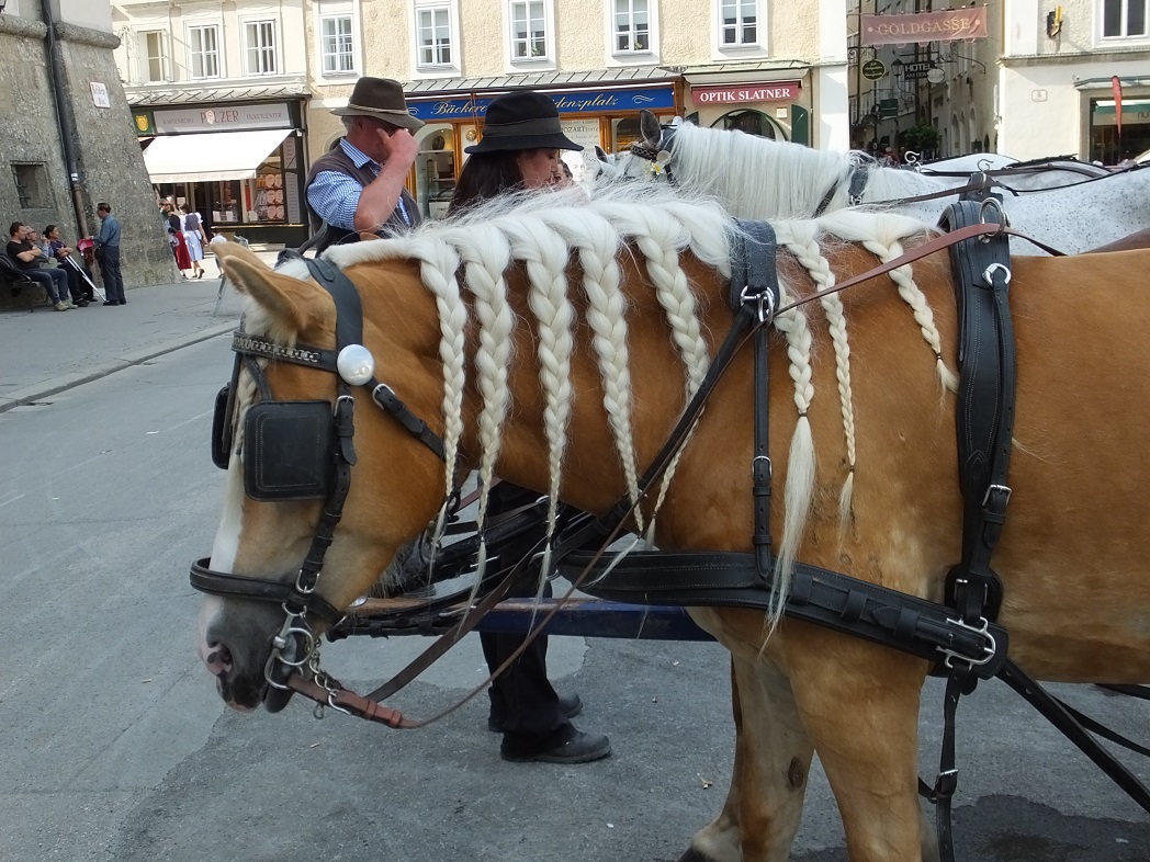 Лошадь-кокетка. Зальцбург. Организованные туры в Австрию.