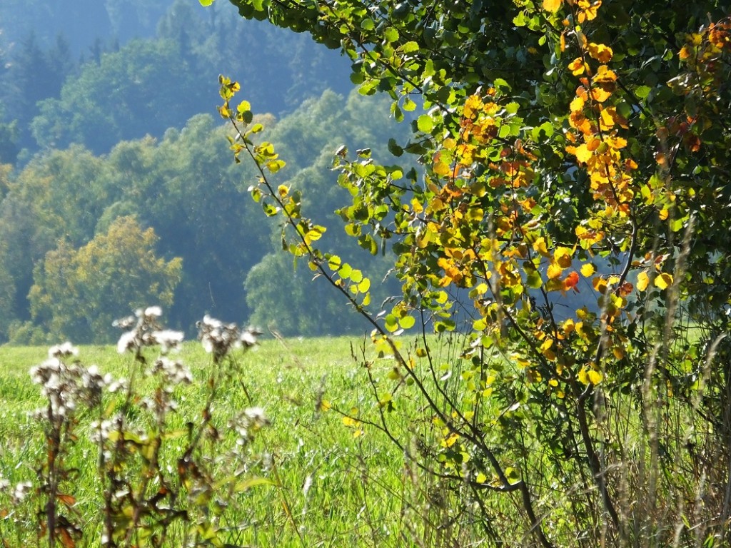 Осенний пейзаж. Богемская Швейцария.