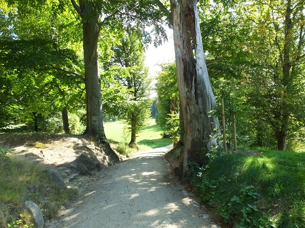 Лесные дорожки в парке Бад-Мускау.