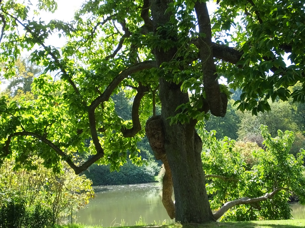 Дерево жизни в парке Бад-Мускау. Саксония.