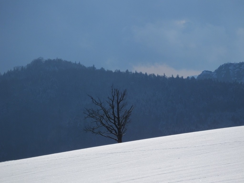 Одинокое дерево зимой. Саксонская Швейцария.