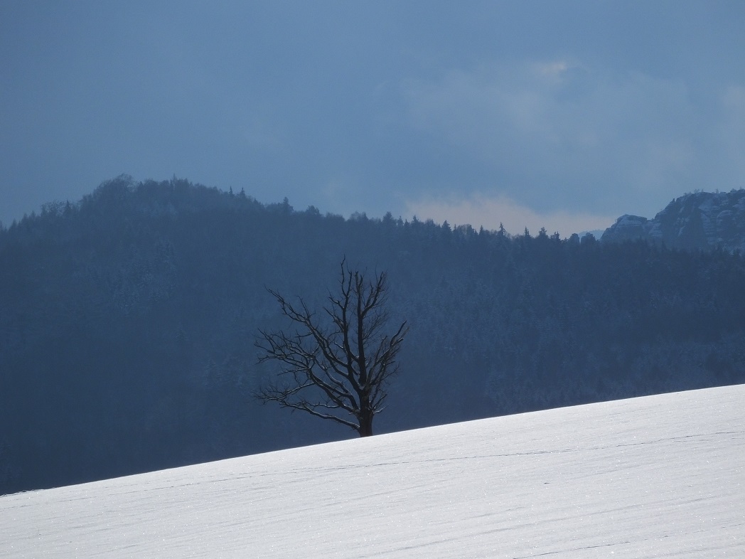 Одинокое дерево зимой. Саксонская Швейцария.
