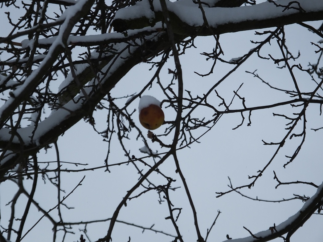 Яблоко зимой. Саксония. Германия.