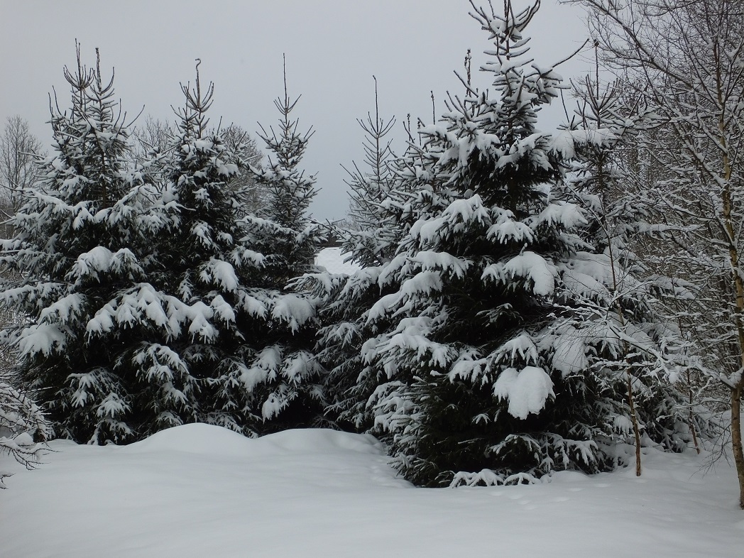 Прекрасные елочки одетые снегом. Чехия. Лобендава.
