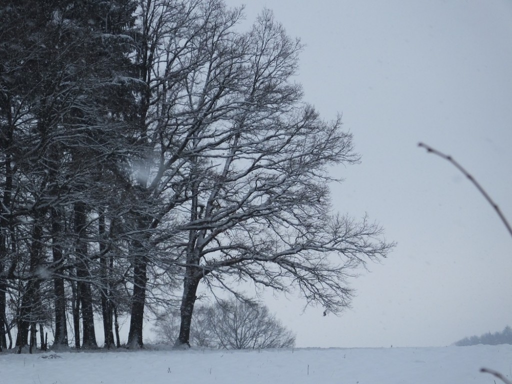Заколдованное дерево зимой. Хорни Поустевна. Богемская Швейцария.