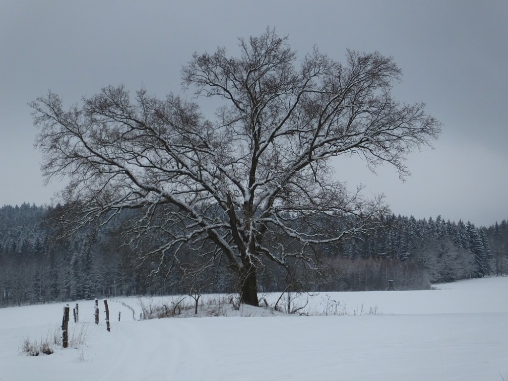 Одинокое дерево зимой. Нова Виска. Чехия.