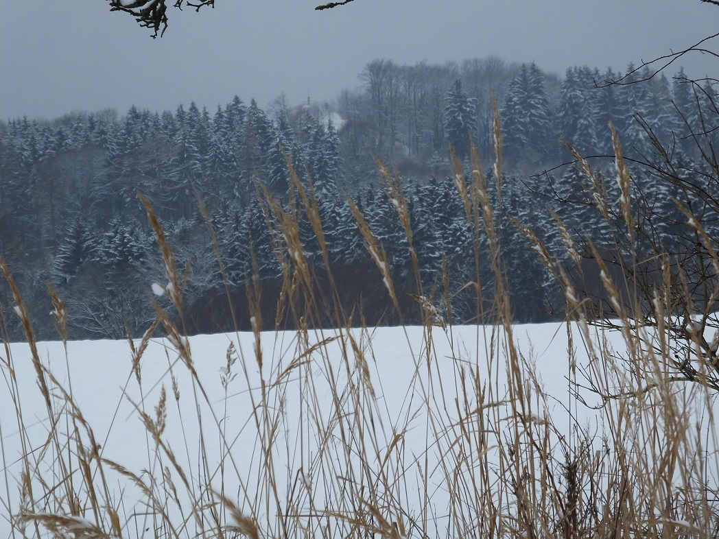 Колоски на фоне зимнего леса. Рождество в Европе.