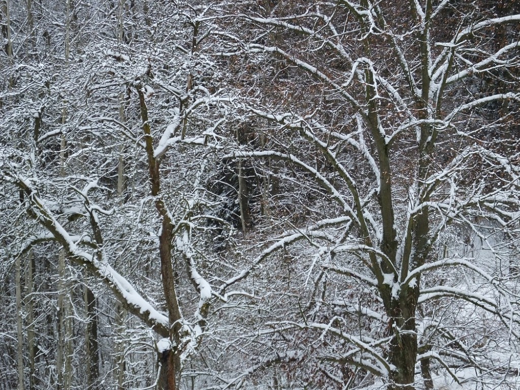 Зимние кружева. Первые снежные дни. Зимний тур в Германию.