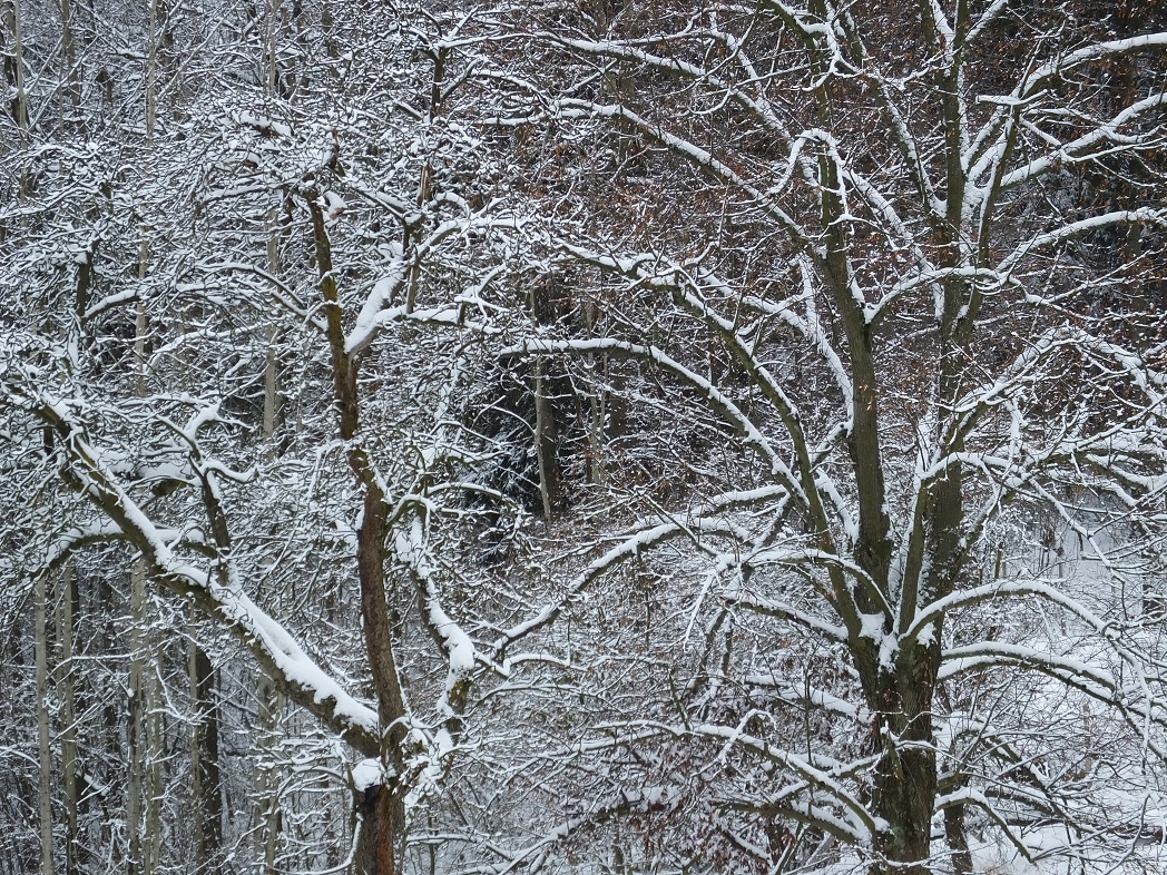 Зимние кружева. Первые снежные дни. Зимний тур в Германию.