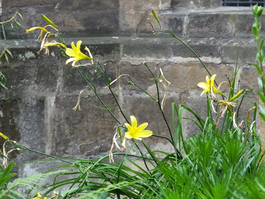 Цветы у древних стен Оломоуца.