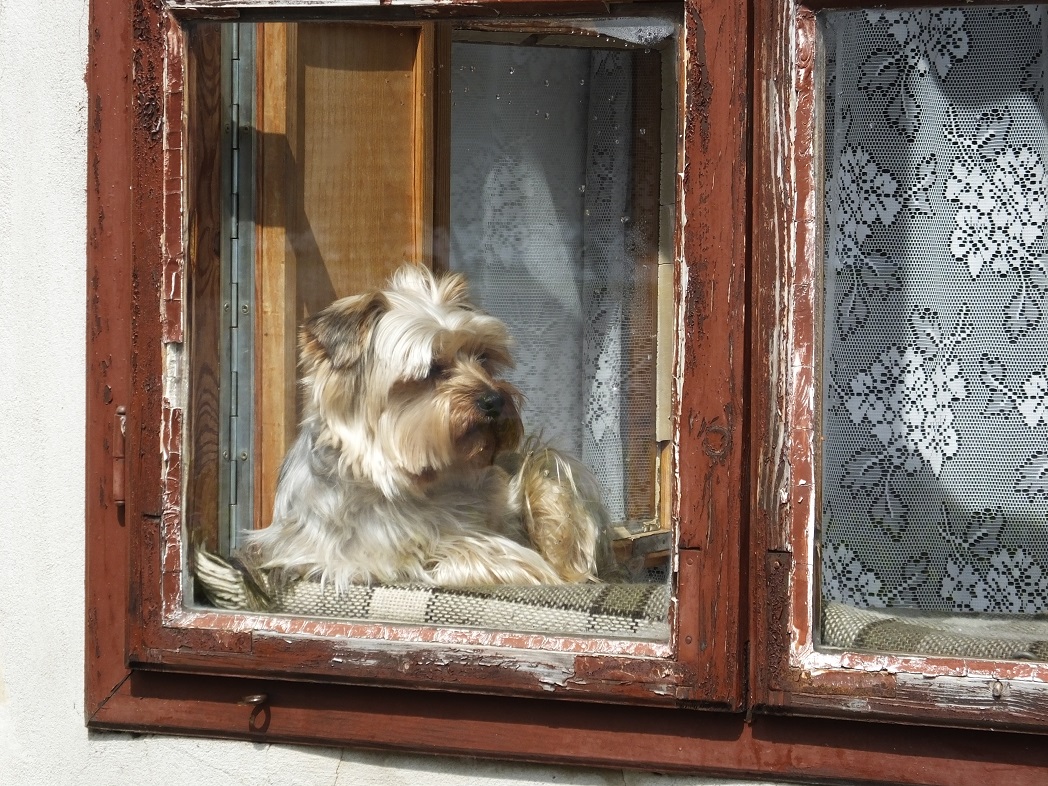 Собака в окне. Кёсег. Венгрия. Апрель.