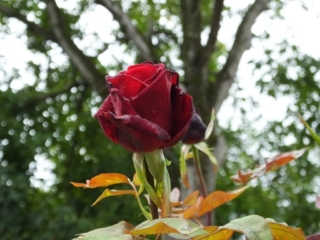 Черная роза. Тапольца. Венгрия.