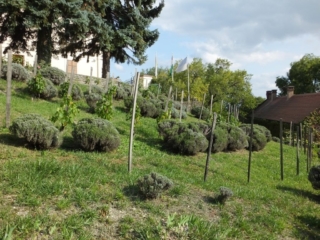 Кусты лаванды. Тихань. Тур в Венгрию.