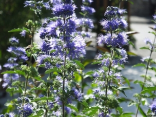 Лиловые ритмы. Тихань. Венгрия.