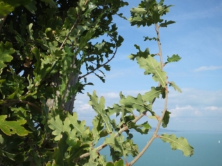 Дуб. Балатон. Венгрия.