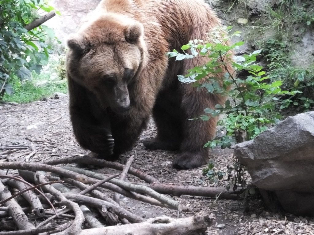 Альпийский зоопарк. Инсбрук. Медведь.