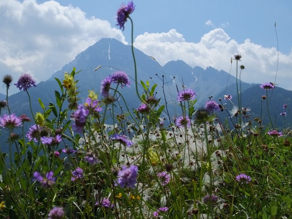 Красота альпийских цветов. Организованный тур в Тироль.