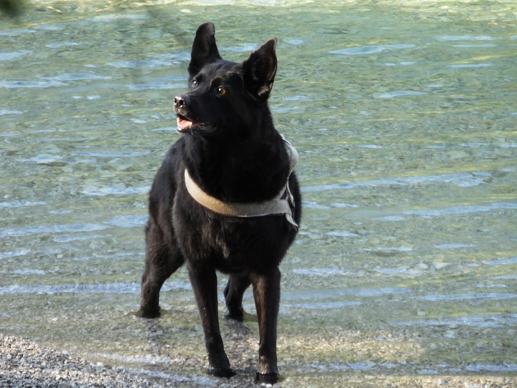Собака любит купаться. Озеро План (Plansee). Австрия.