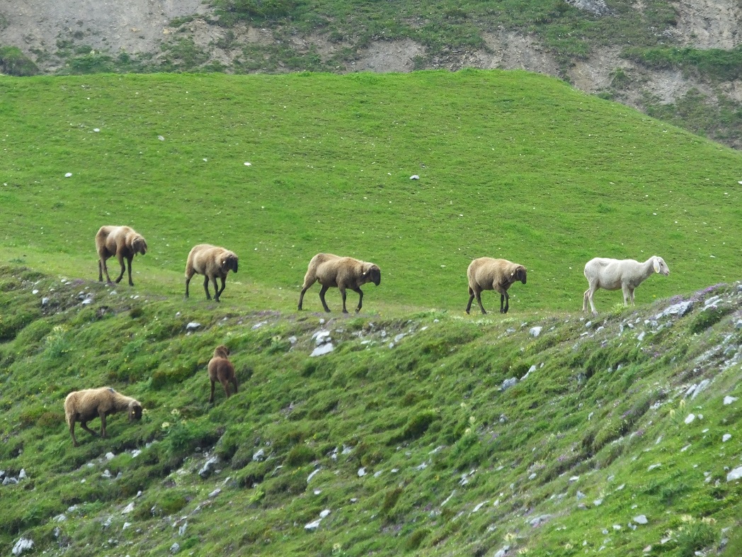 Овцы на альпийском лугу в окрестностях Инсбрука.